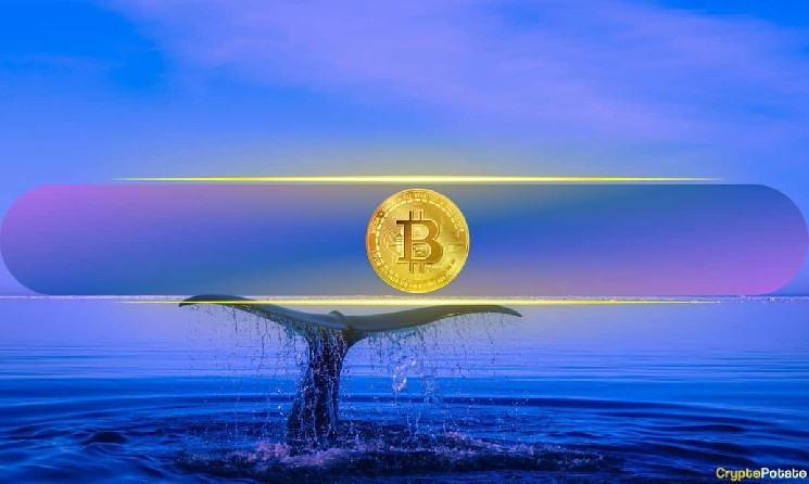 Bitcoin Whale Emerges from Dormancy as BTC Price Approaches $70,000